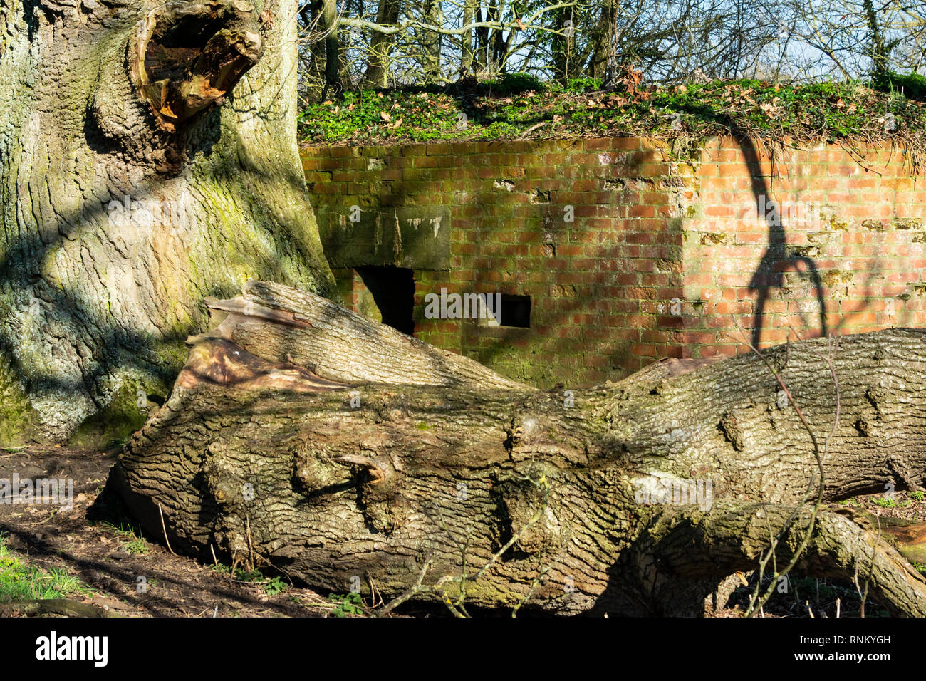Una seconda guerra mondiale pillola casella in un campo sotto alberi Foto Stock