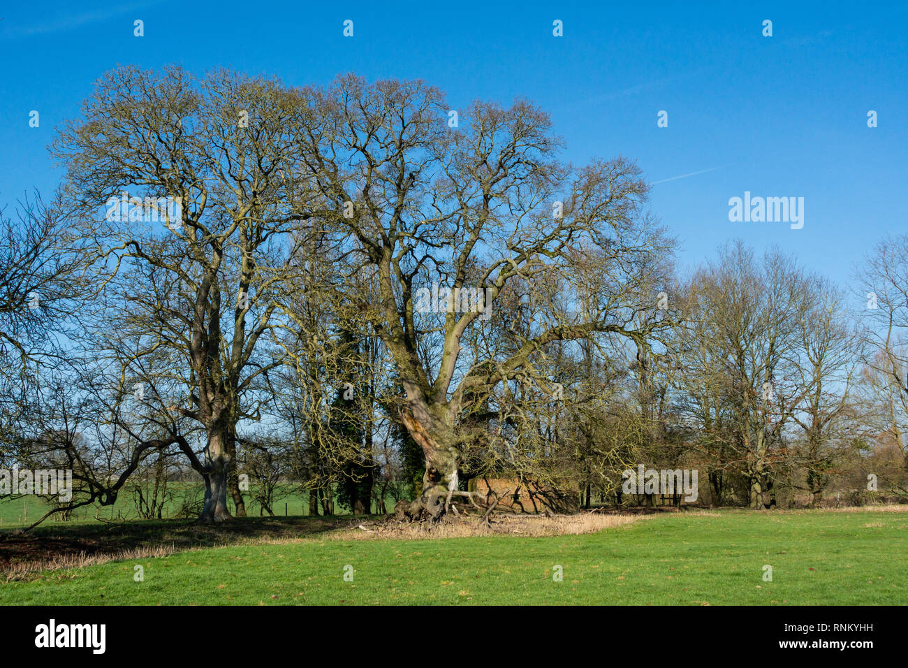 Una seconda guerra mondiale pillola casella in un campo sotto alberi Foto Stock
