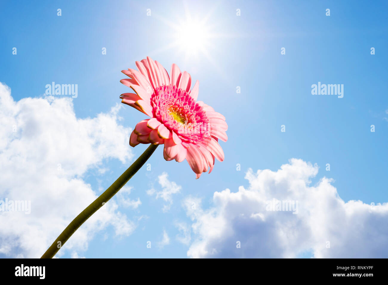 Unico pink gerbera fiore montante contro il cielo sereno Foto Stock