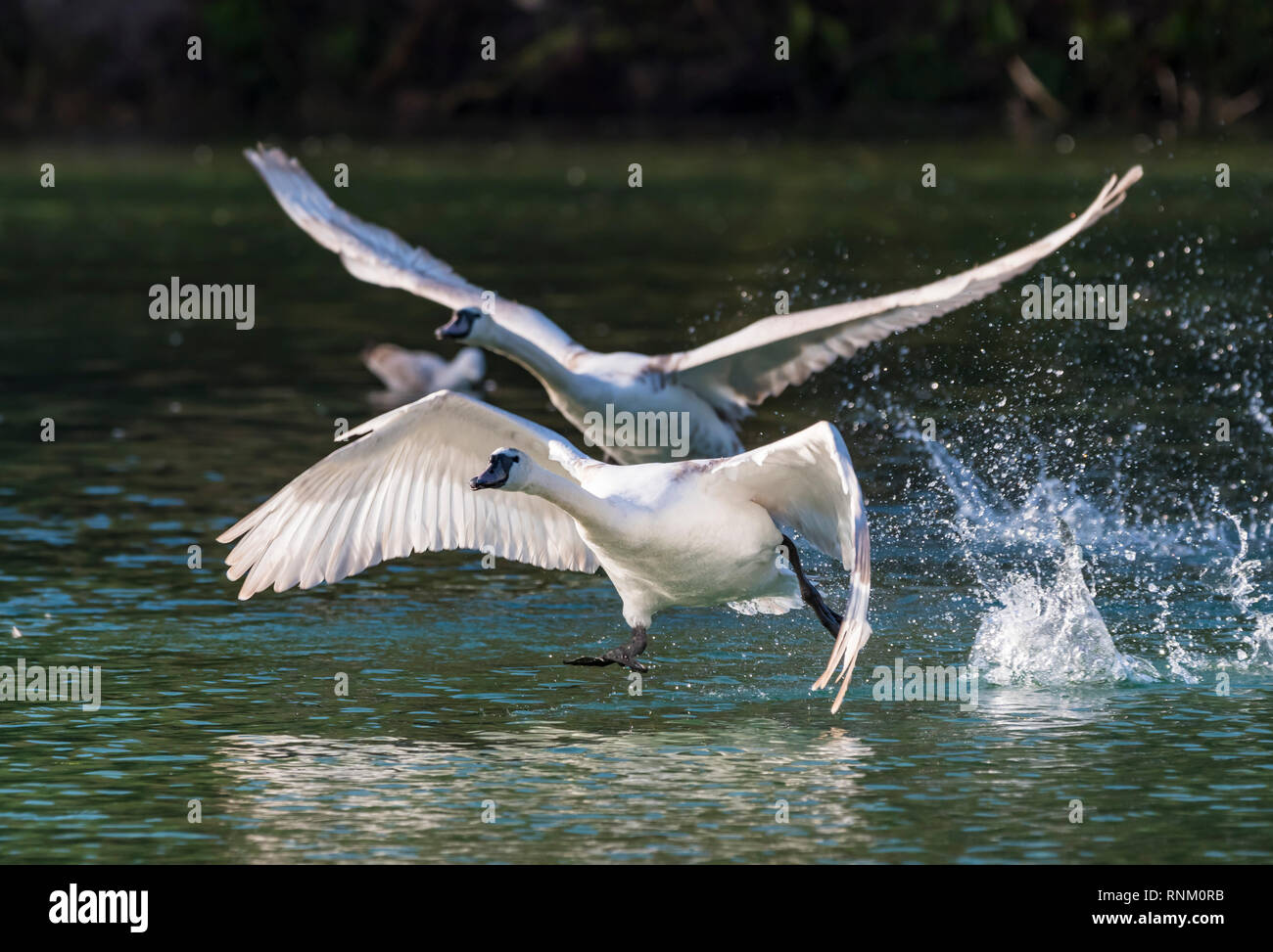 Coppia di bianco Cigni (Cygnus olor) volando a bassa quota sopra un lago in inverno nel West Sussex, Regno Unito. Foto Stock
