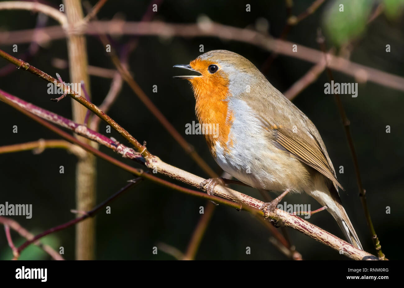 British (Melophilus) europei adulti Pettirosso (Erithacus rubecula) appollaiato su un ramoscello d'inverno (febbraio) nel West Sussex, in Inghilterra, Regno Unito. Foto Stock