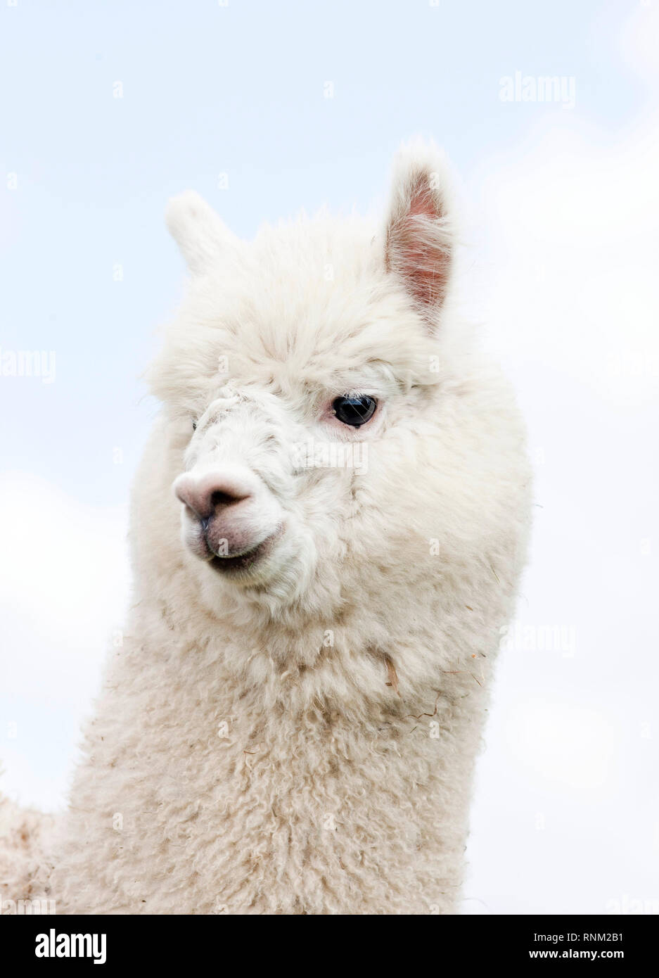 Alpaca (Vicugna pacos), ritratto di adulto. Germania Foto Stock