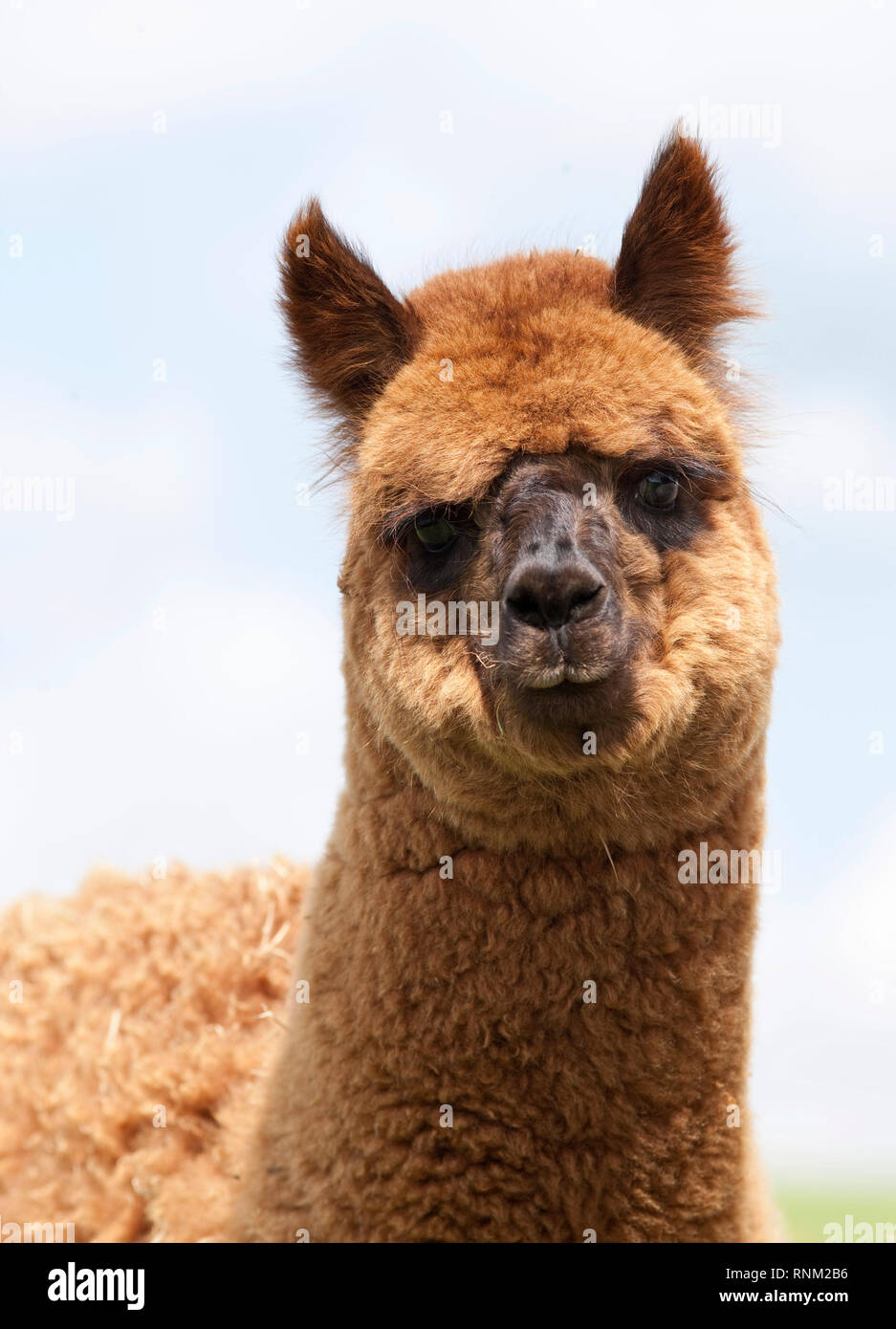 Alpaca (Vicugna pacos), ritratto di adulto. Germania Foto Stock