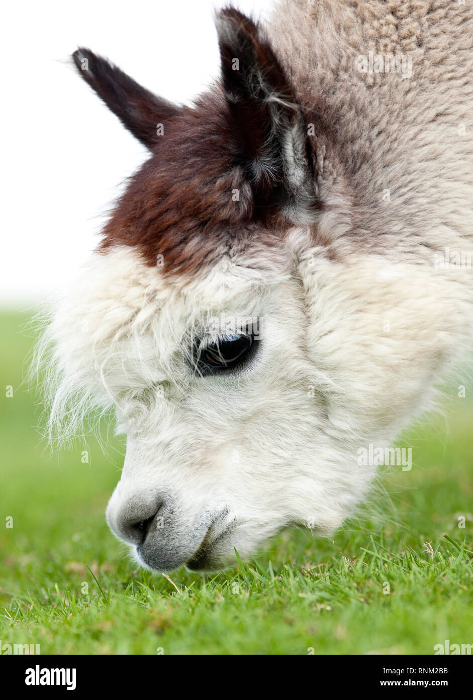 Alpaca (Vicugna pacos). Ritratto di adulto, grazong. Germania Foto Stock