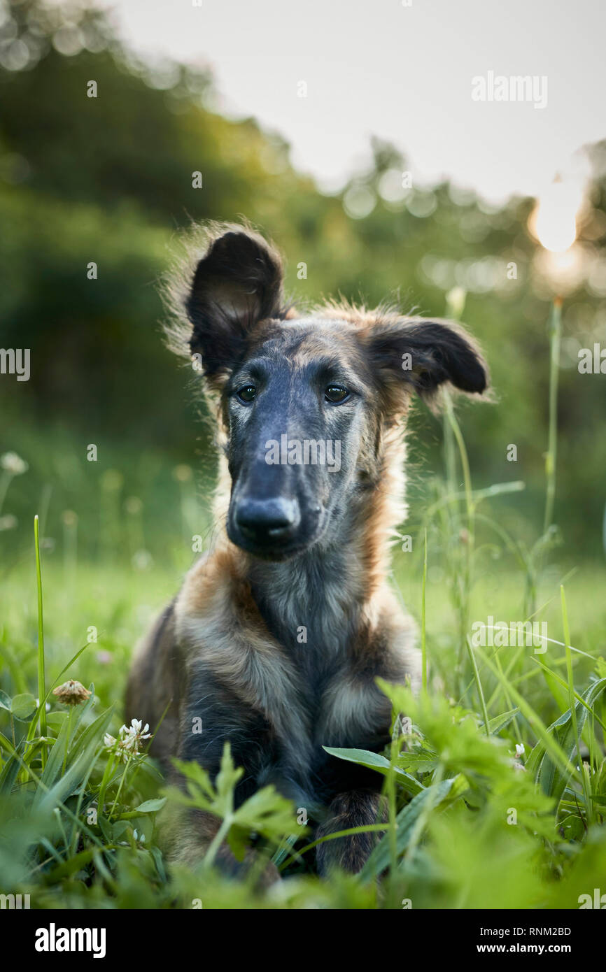 Barzoi, Russo Wolfhound. Bambino giacente in un prato. ritratto. Germania. Foto Stock