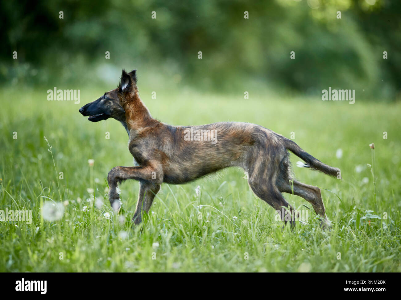 Barzoi, Russo Wolfhound. I capretti in esecuzione su un prato. Germania. Foto Stock