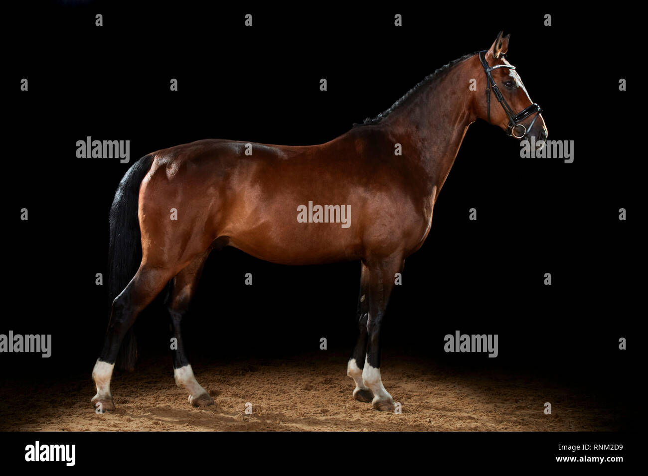 Warmblood cavallo. Bay permanente degli adulti, viste laterali, contro uno sfondo nero. Germania Foto Stock