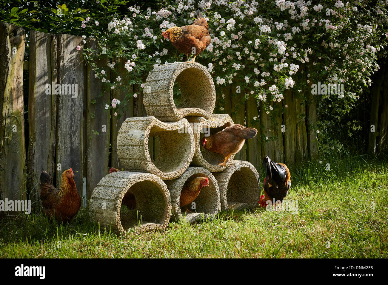 Welsummer pollo. Pollo in un giardino sulla pianta di contenitori, un tranquillo posto di visualizzazione. Germania Foto Stock