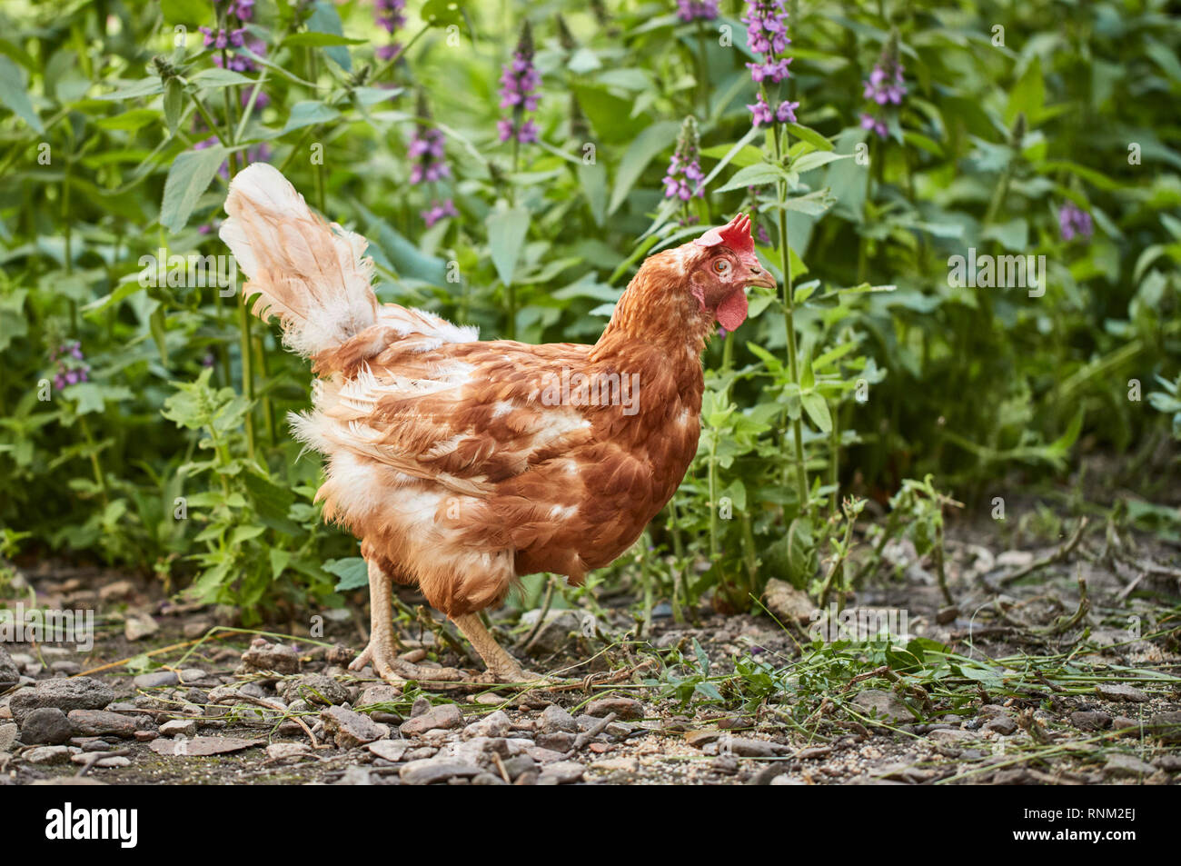 Pollo domestico. Gallina con cattivo piumaggio. Germania Foto Stock