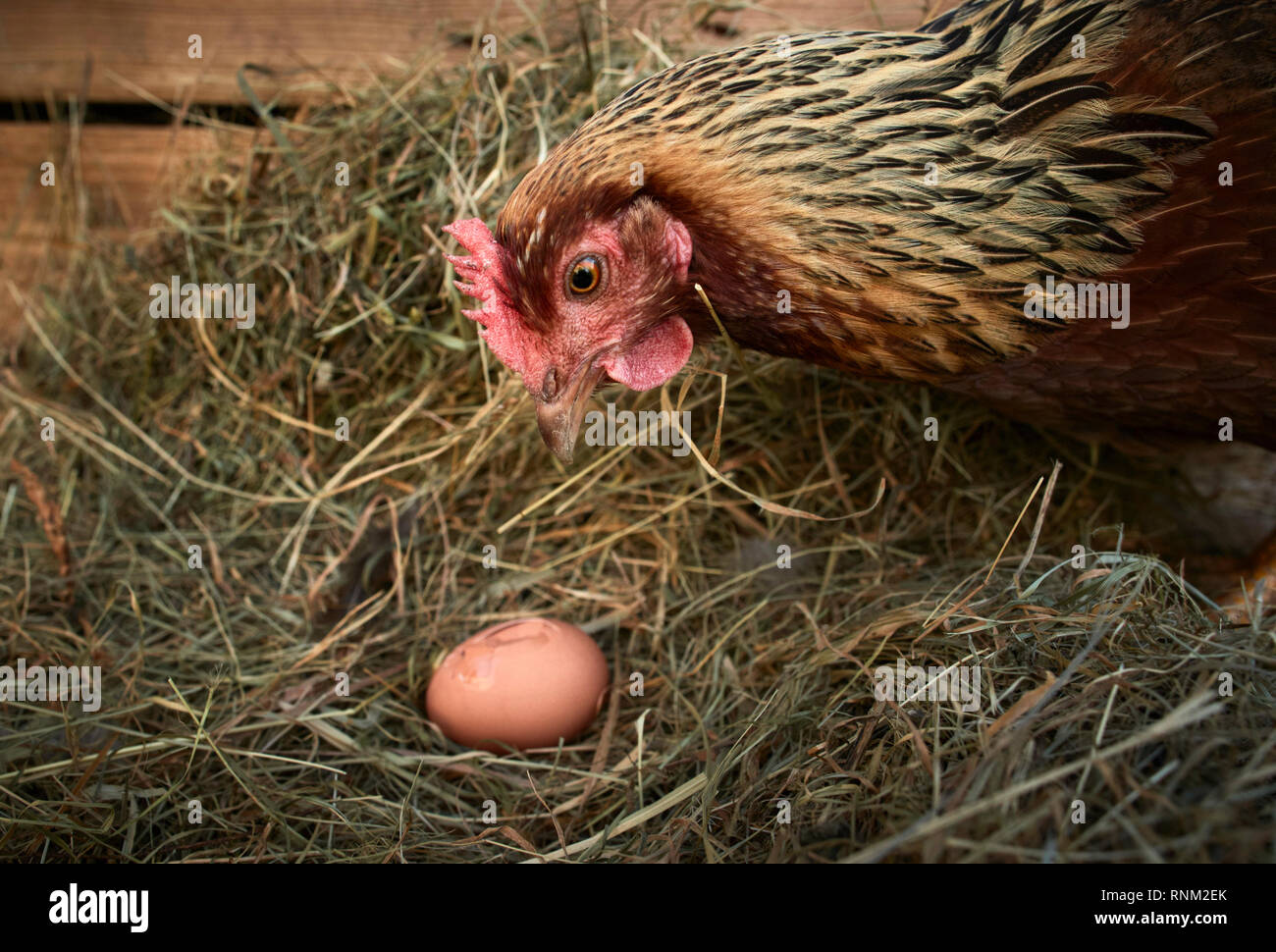 Welsummer pollo. Gallina mangia l'uovo in una coop. Germania Foto Stock