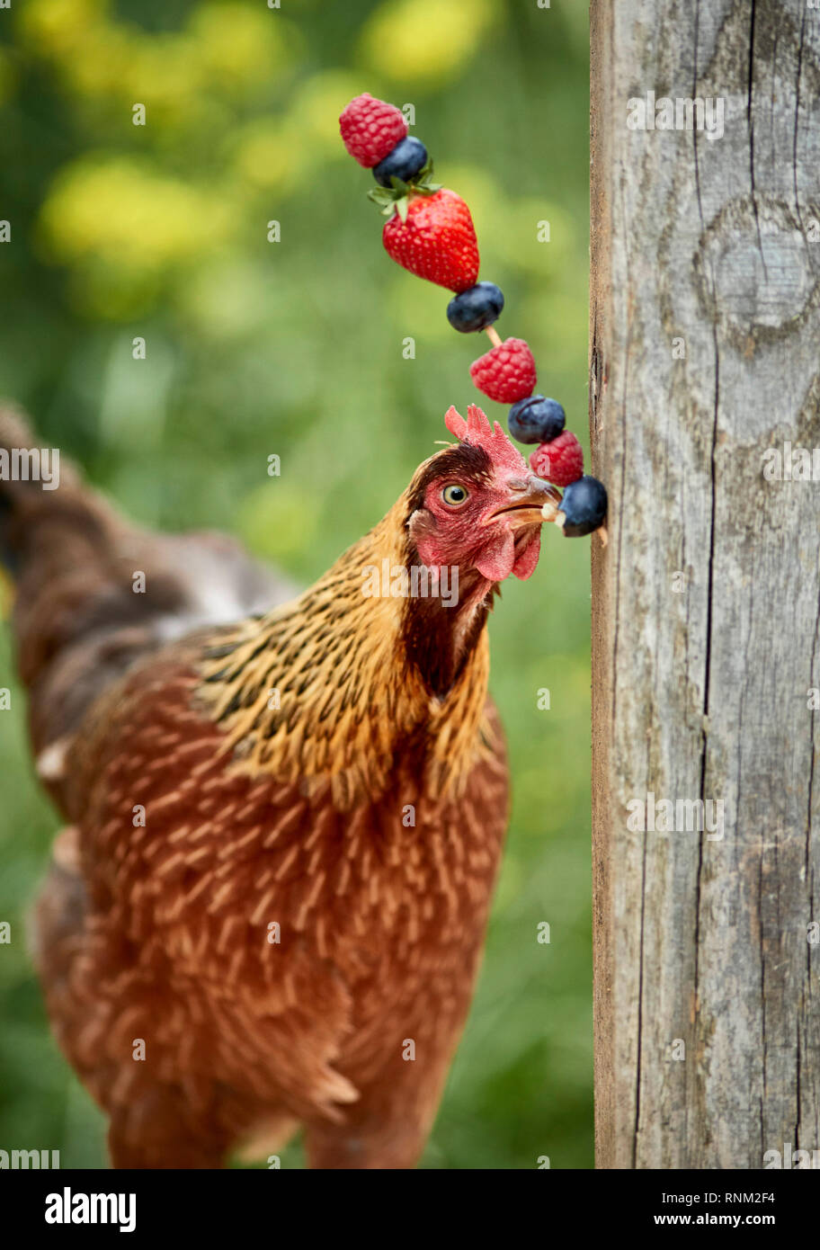 Welsummer pollo. Hen in un giardino, mangiare da uno spiedino di cibo. Germania Foto Stock