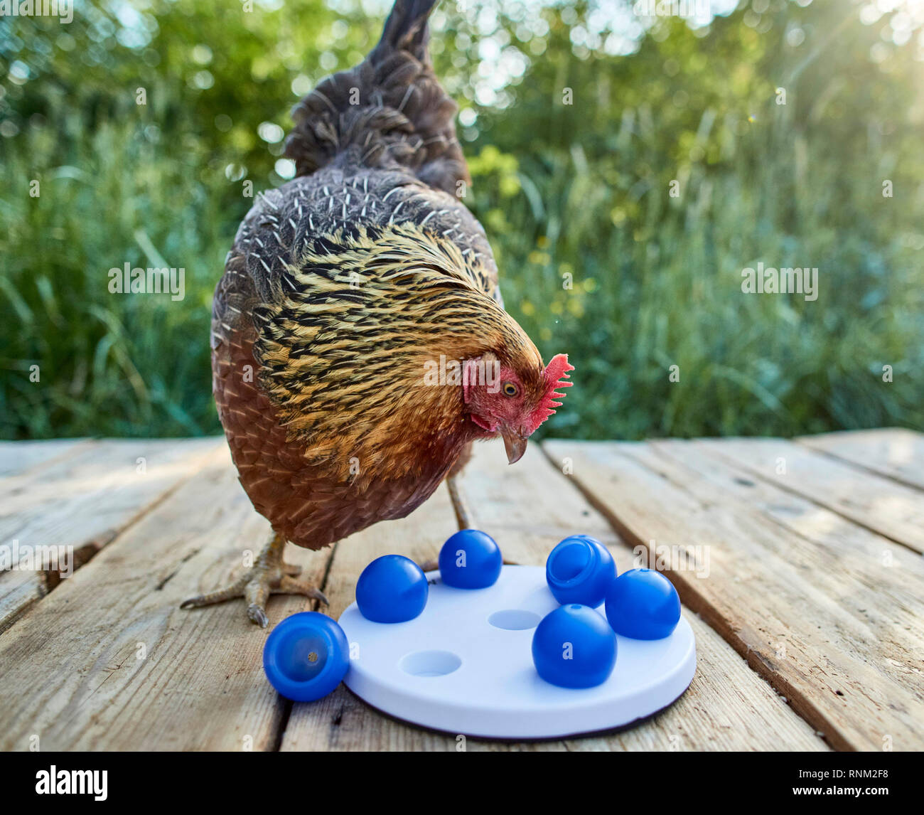 Welsummer pollo. Hen in un giardino, cercando Nocette di nascosto sotto al giocattolo, che rilasciano il cibo quando vengono maneggiati. Germania Foto Stock