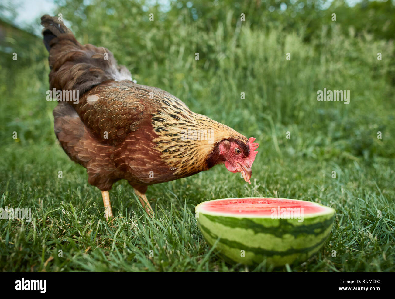 Welsummer pollo. Hen in un giardino di mangiare un cocomero. Germania. Foto Stock