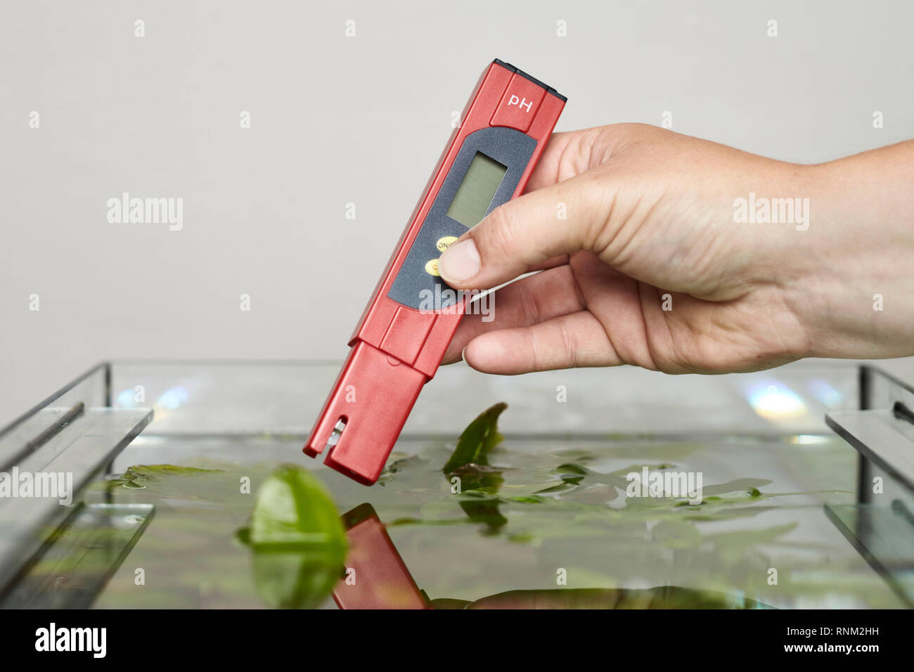 Misurare il valore di pH in un acquario. Germania Foto Stock