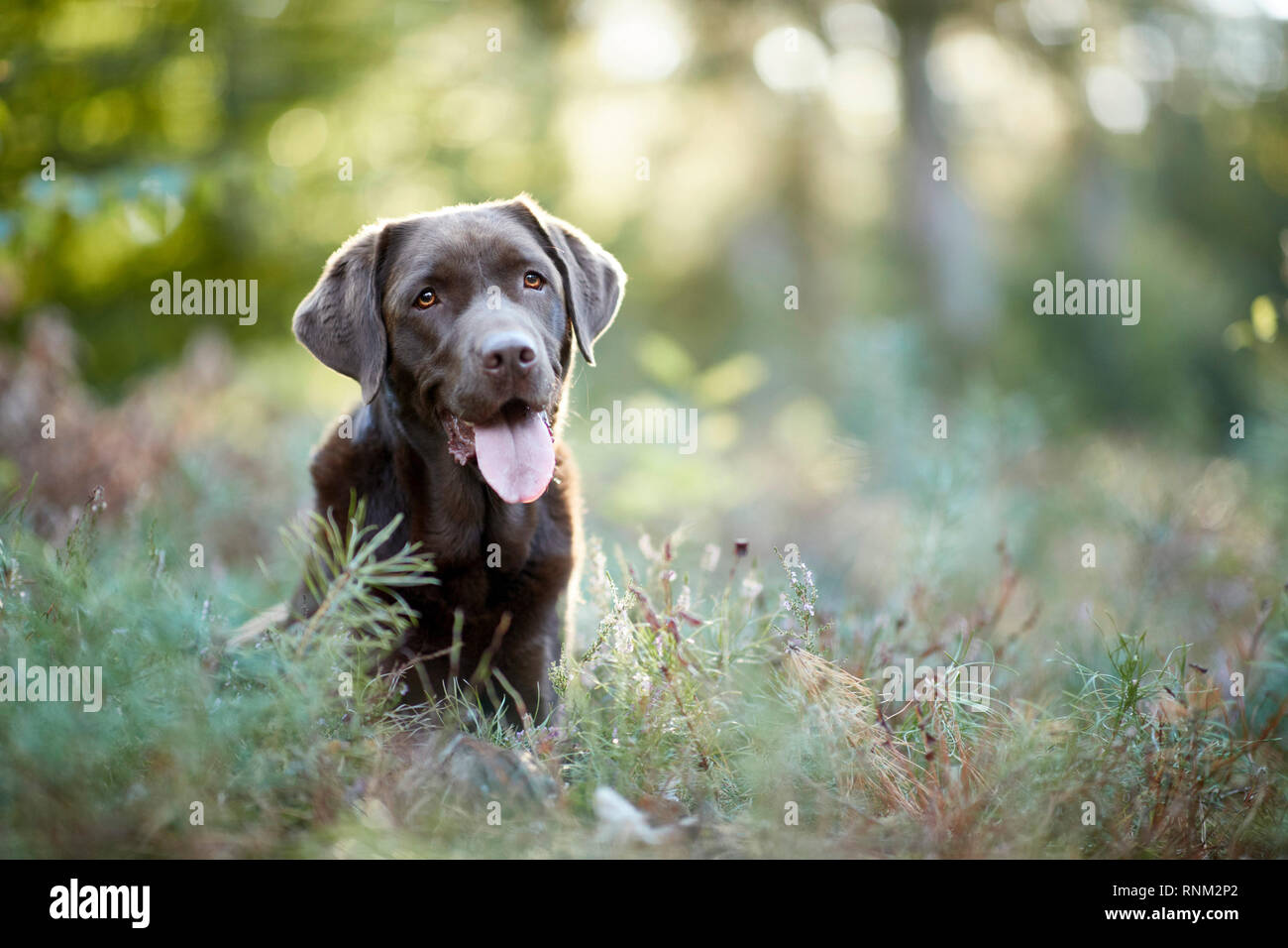 Il Labrador Retriever. Il cioccolato adulto seduto in una foresta. Germania Foto Stock