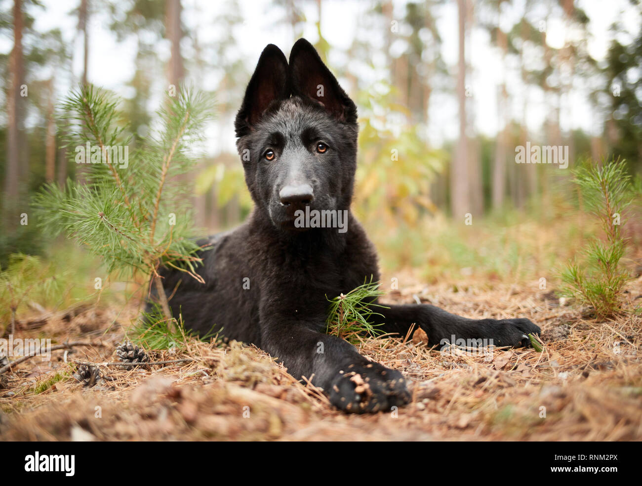 Pastore Tedesco, alsaziano. Cucciolo nero giacente in una foresta. Germania Foto Stock