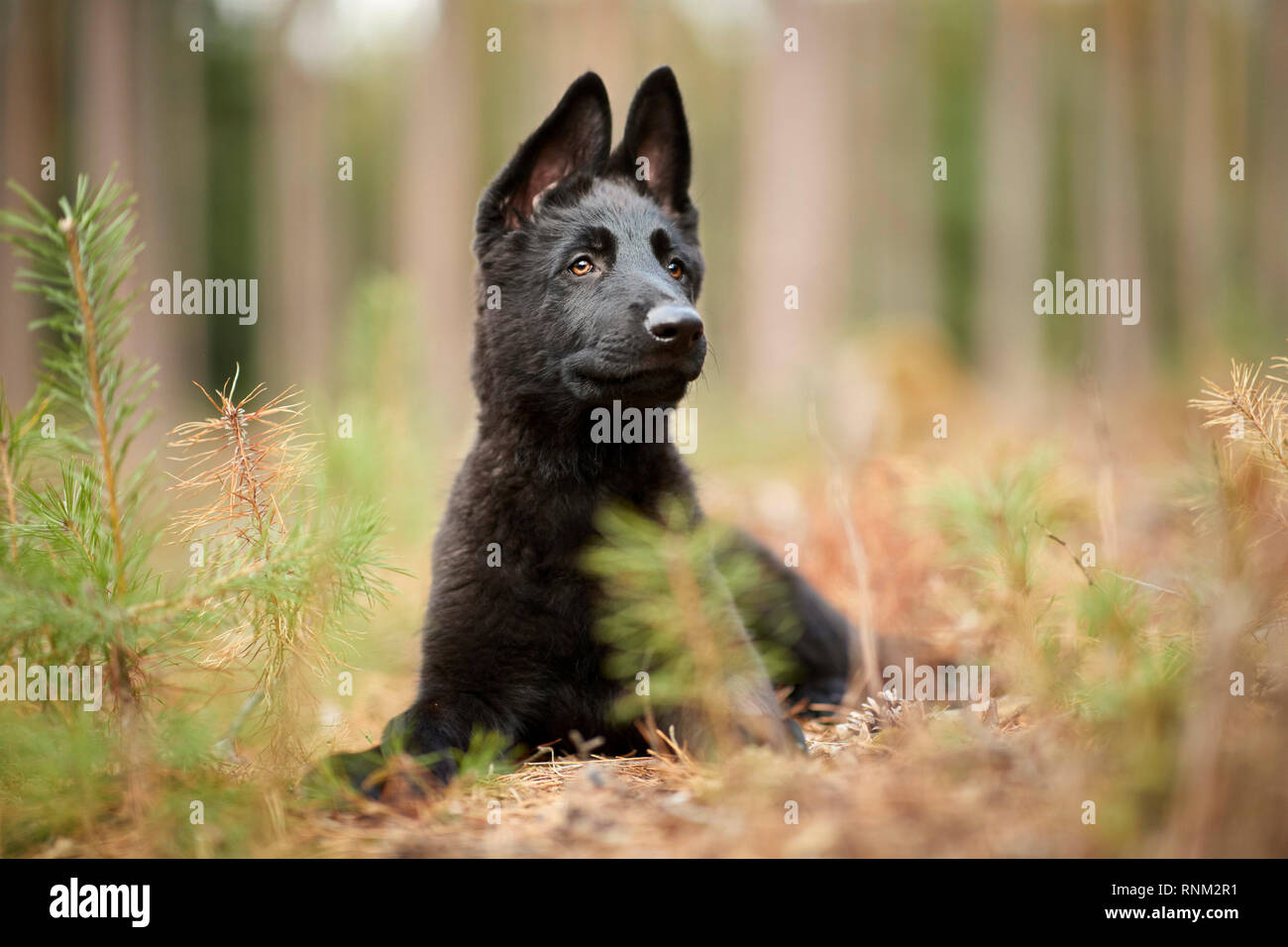 Pastore Tedesco, alsaziano. Cucciolo nero giacente in una foresta. Germania Foto Stock