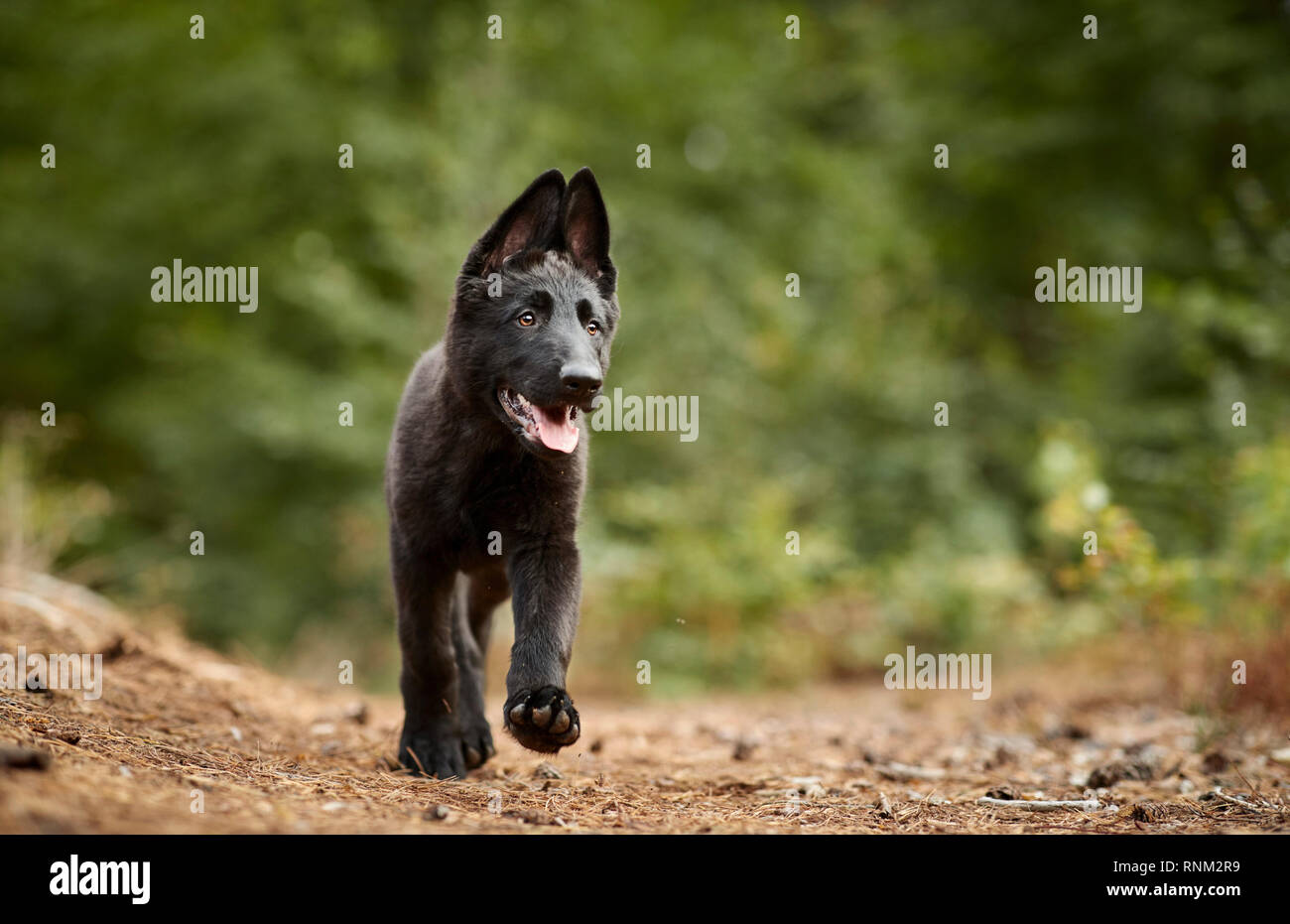 Pastore Tedesco, alsaziano. Cucciolo nero a camminare in una foresta. Germania Foto Stock