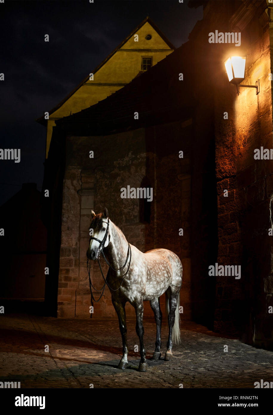 Puro Cavallo Spagnolo andaluso. Pezzata adulto grigio in piedi nel centro storico di Bamberga di notte. La Baviera, Germania, Foto Stock