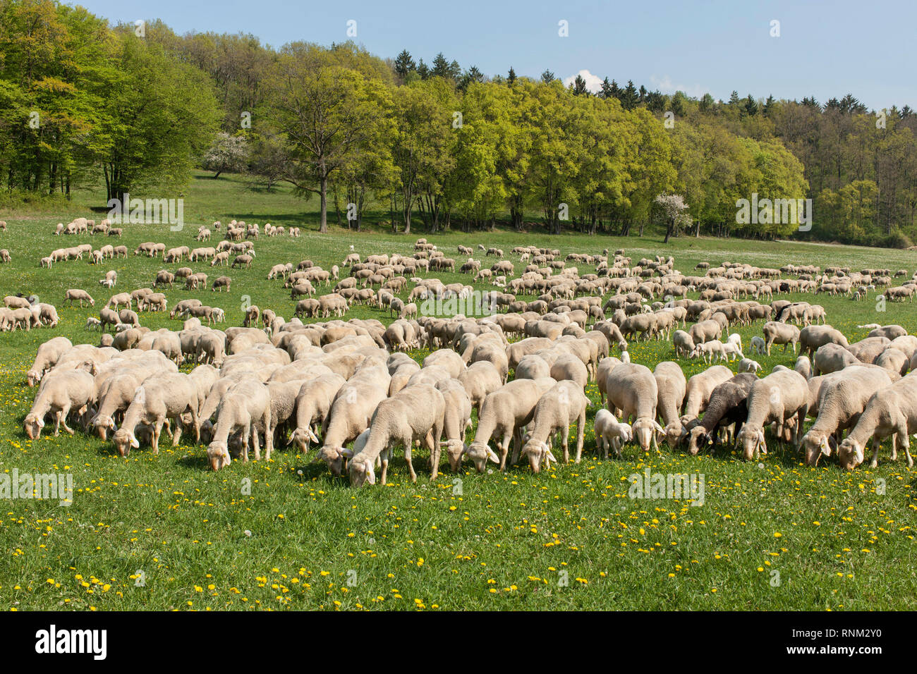 Pecore Merino (Ovis ammon aries). Pascolo del bestiame. La Baviera, Germania Foto Stock