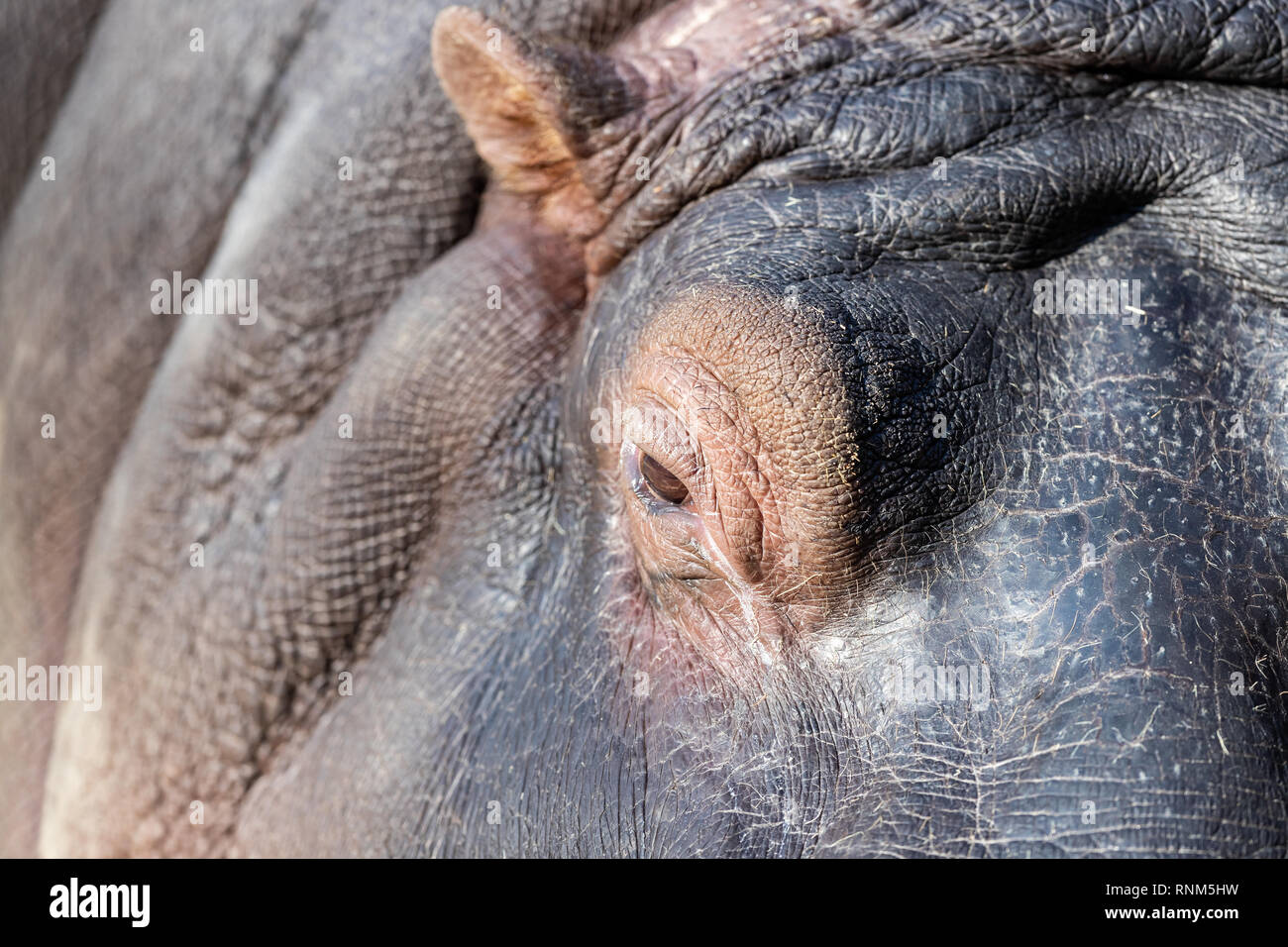 Zoo di Barcellona: Comune ippopotamo (Hippopotamus amphibius). È, insieme con i rinoceronti e gli elefanti, uno di AfricaÕs giganti, con alcuni maschi superano Foto Stock