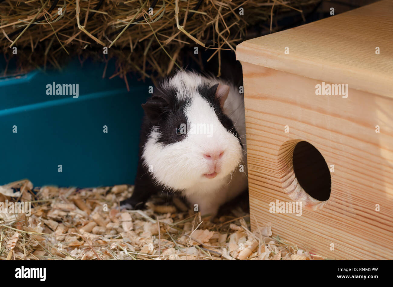 Poco in bianco e nero la cavia si siede vicino a casa in legno. Foto Stock