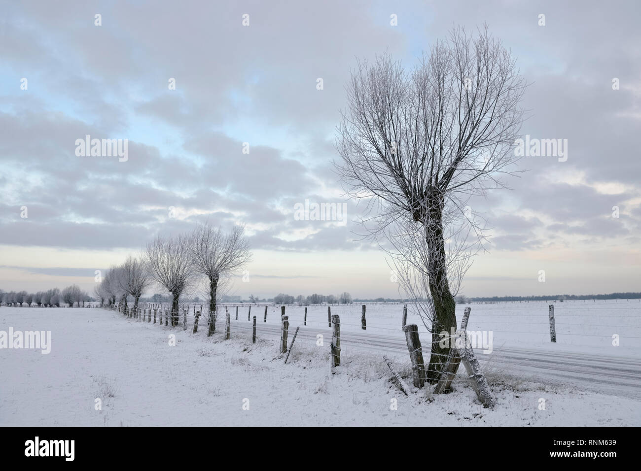 Pollard salici ( Salix sp. ) Lungo una stradina a Bislicher Insel / Bislicher isola, coperta di neve la prateria, ben noto riserva naturale, inferiore Foto Stock