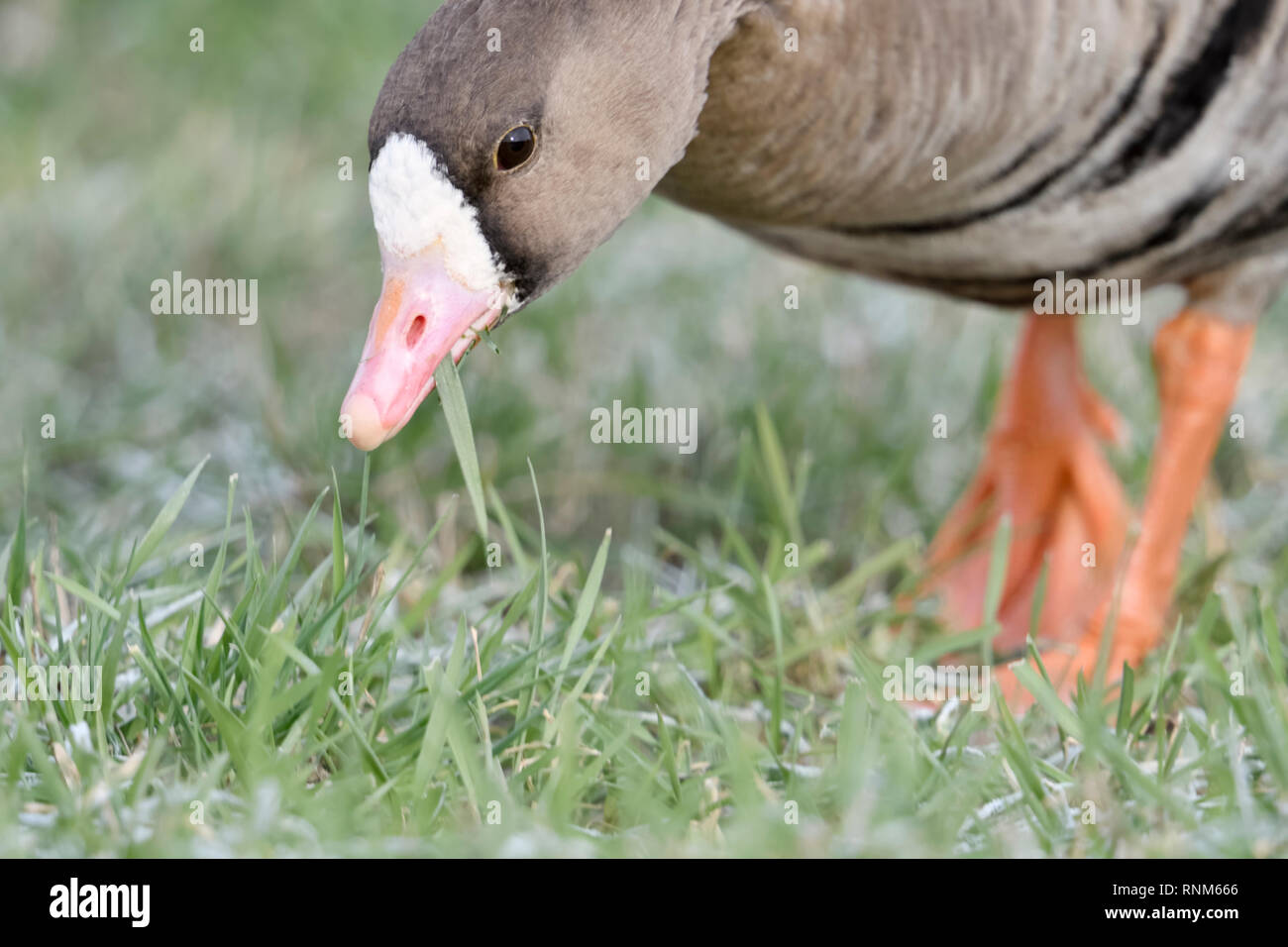 Maggiore bianco-fronteggiata Goose / Blaessgans ( Anser albifrons ) in inverno, alimentando il gelido erba, dettagliata close-up, vista frontale, la fauna selvatica, l'Europa. Foto Stock