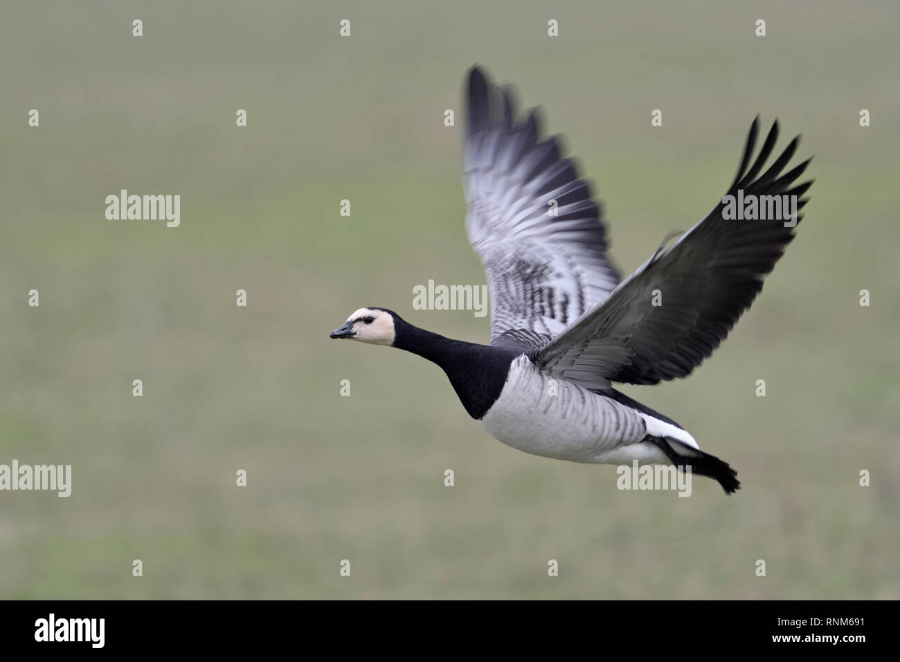 Barnacle Goose / Nonnengans ( Branta leucopsis ) in volo, volando sui terreni agricoli verde, dynamic shot singolo uccello, fauna selvatica, l'Europa. Foto Stock