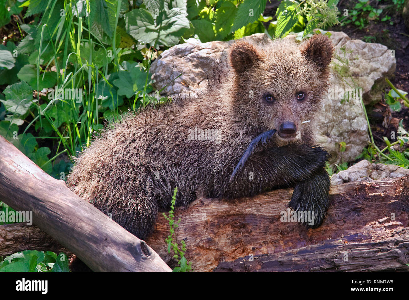 Brown Bear Cub - Ursus arctos Foto Stock