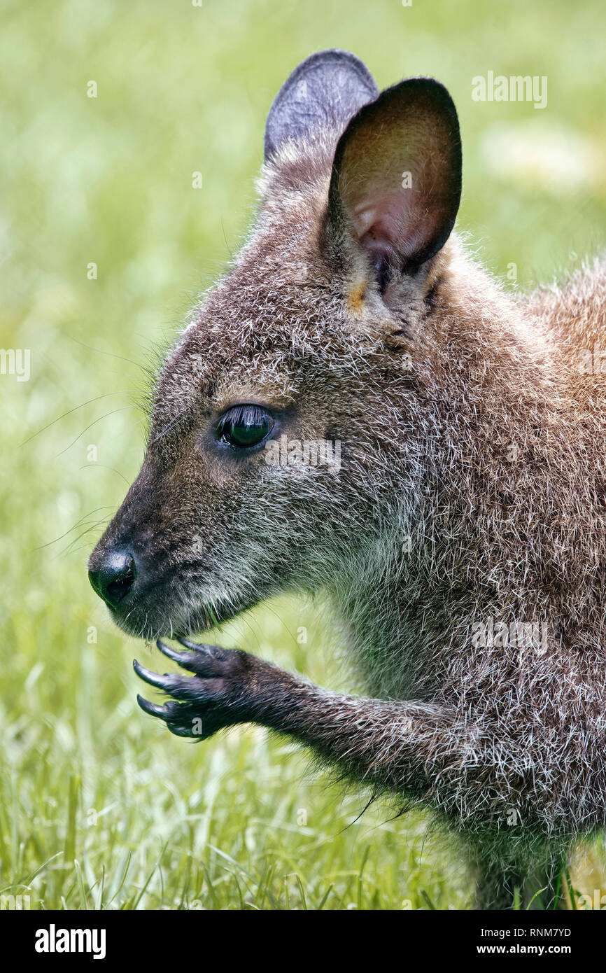 Rosso-un wallaby dal collo - Macropus rufogriseus Foto Stock