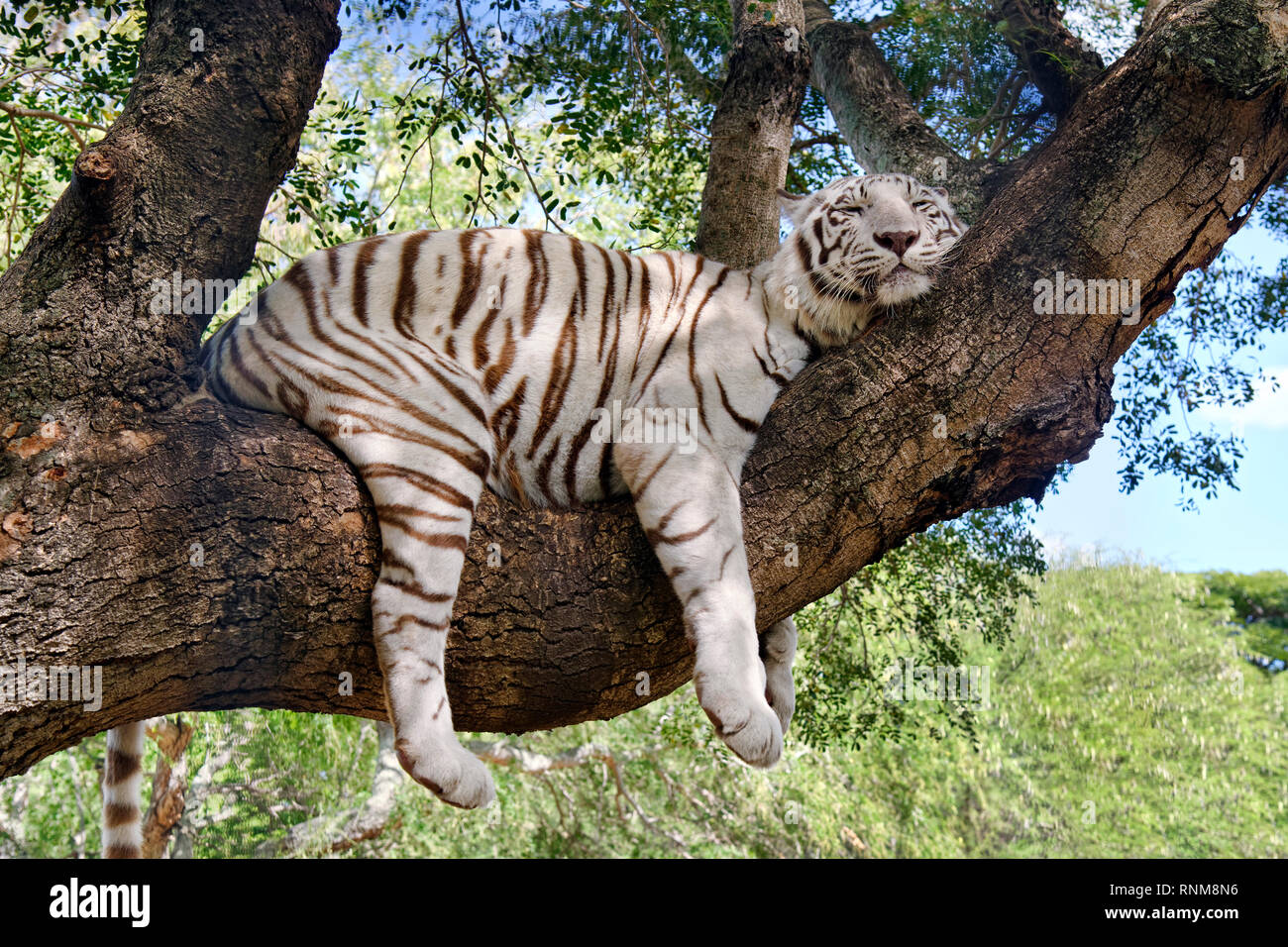 Il Bengala tigre bianca - Panthera tigris tigris Foto Stock