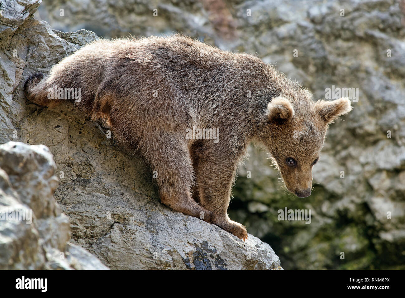 Marrone siriano Bear Cub - Ursus arctos syriacus Foto Stock