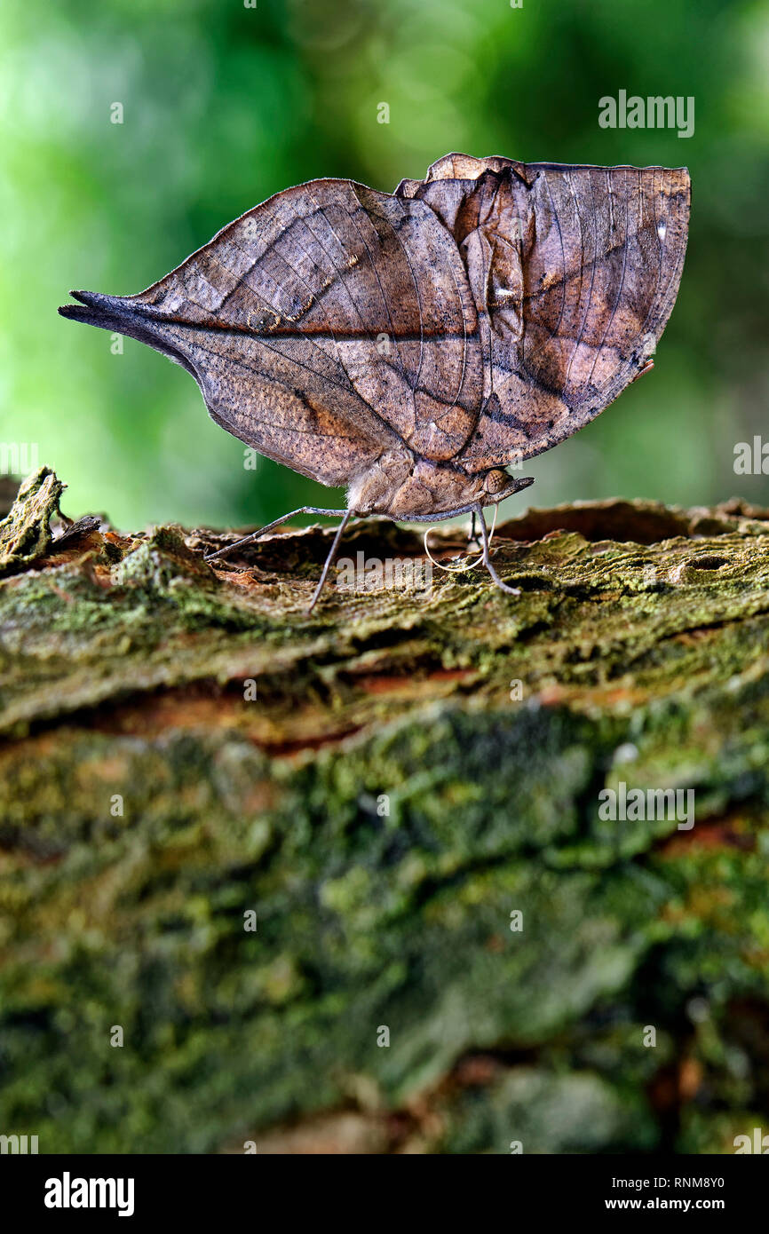 Foglia morta butterfly (o indiano) oakleaf - Kallima inachus Foto Stock