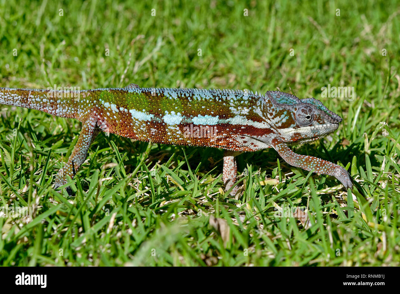 Panther chameleon (maschio) - Furcifer pardalis Foto Stock