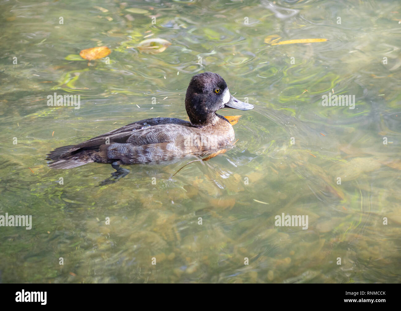 Lesser Scaup (Aythya affinis) Franklin Canyon, Los Angeles, CA, Stati Uniti d'America. Foto Stock