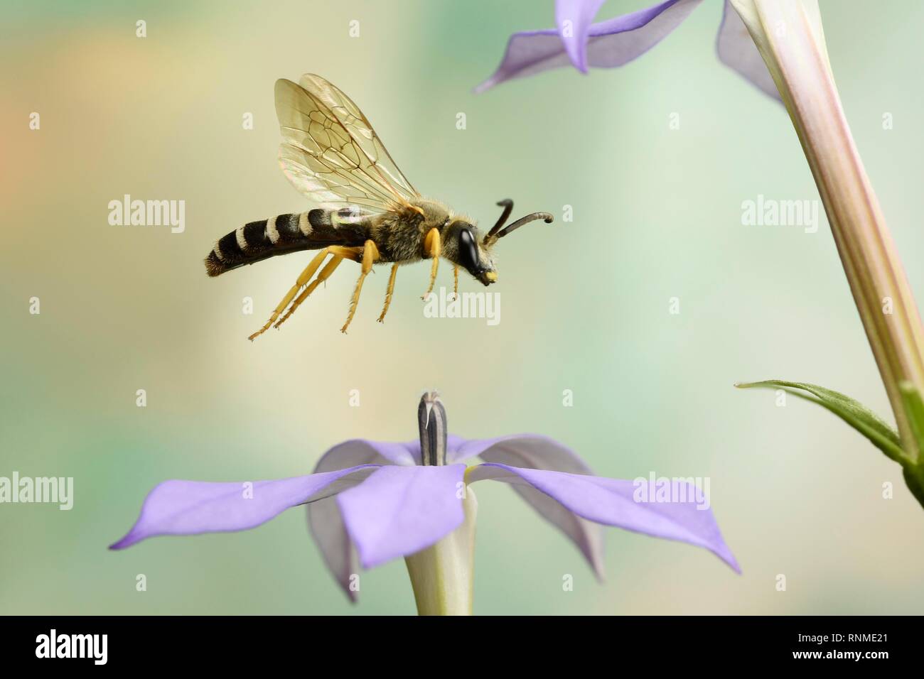 Il sudore Bee (Halictus scabiosae) in volo al fiore di un Phlox Phlox (Germania), Europa Foto Stock