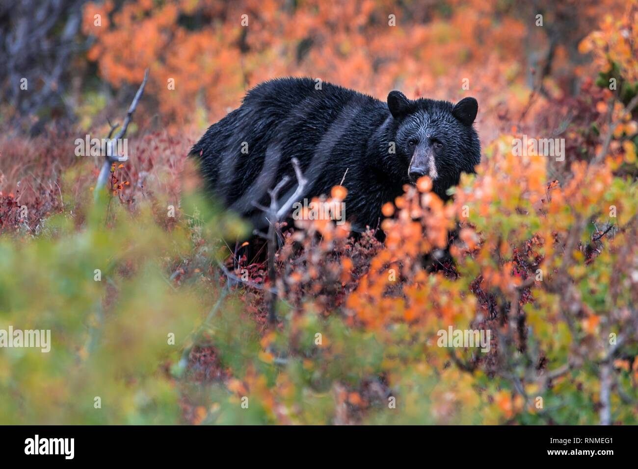 American Black Bear (Ursus americanus) in una boccola autunnale, il Parco Nazionale di Glacier, Montana, USA, America del Nord Foto Stock