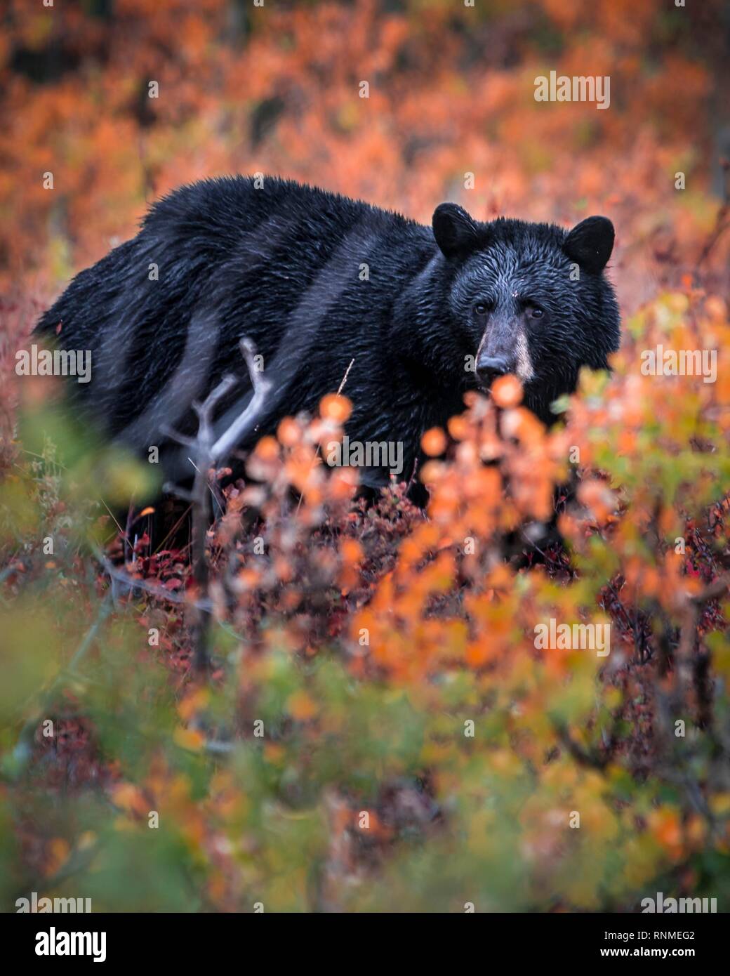 American Black Bear (Ursus americanus) in una boccola autunnale, il Parco Nazionale di Glacier, Montana, USA, America del Nord Foto Stock