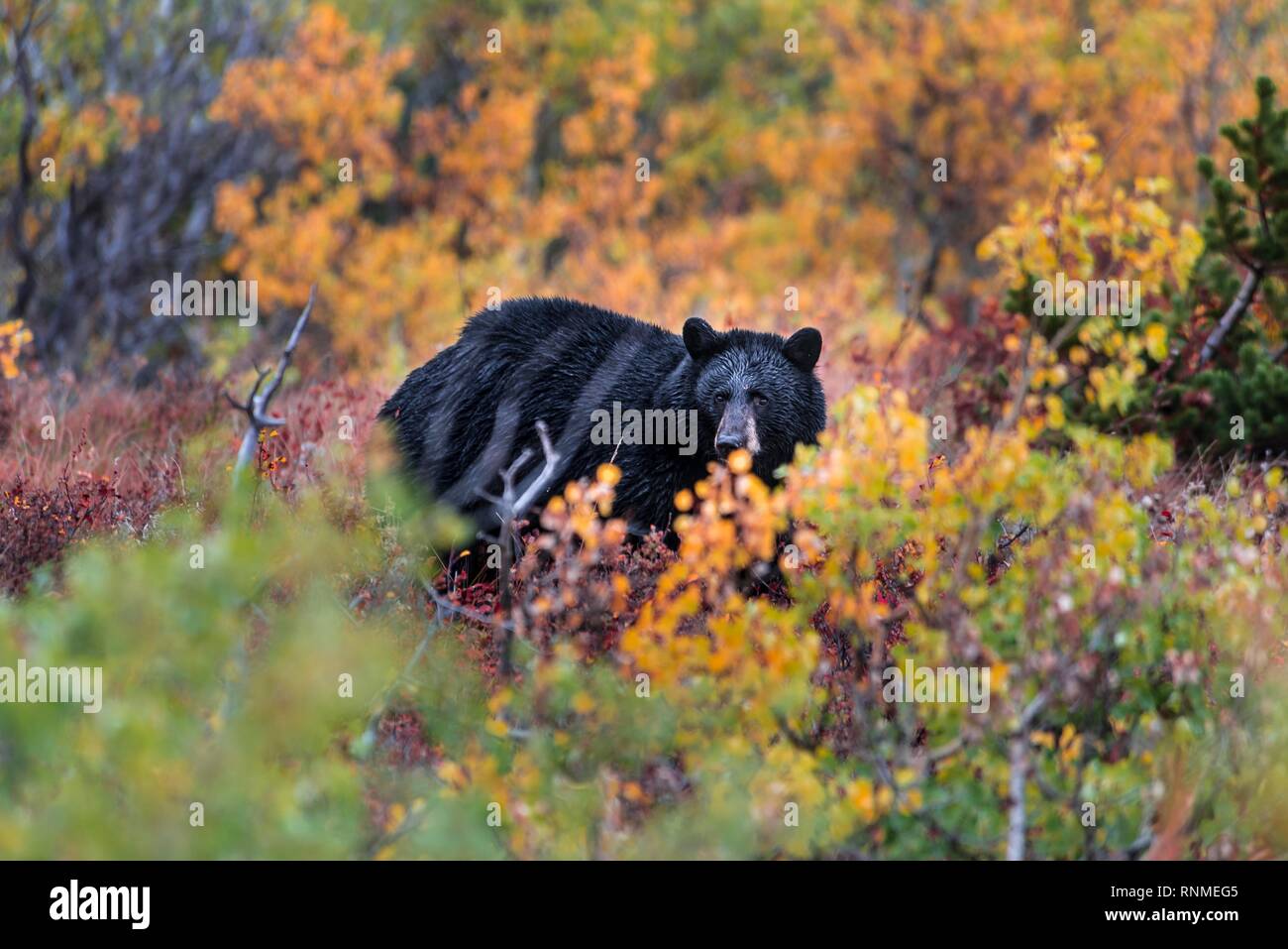 American Black Bear (Ursus americanus) in una boccola autunnale, il Parco Nazionale di Glacier, Montana, USA, America del Nord Foto Stock