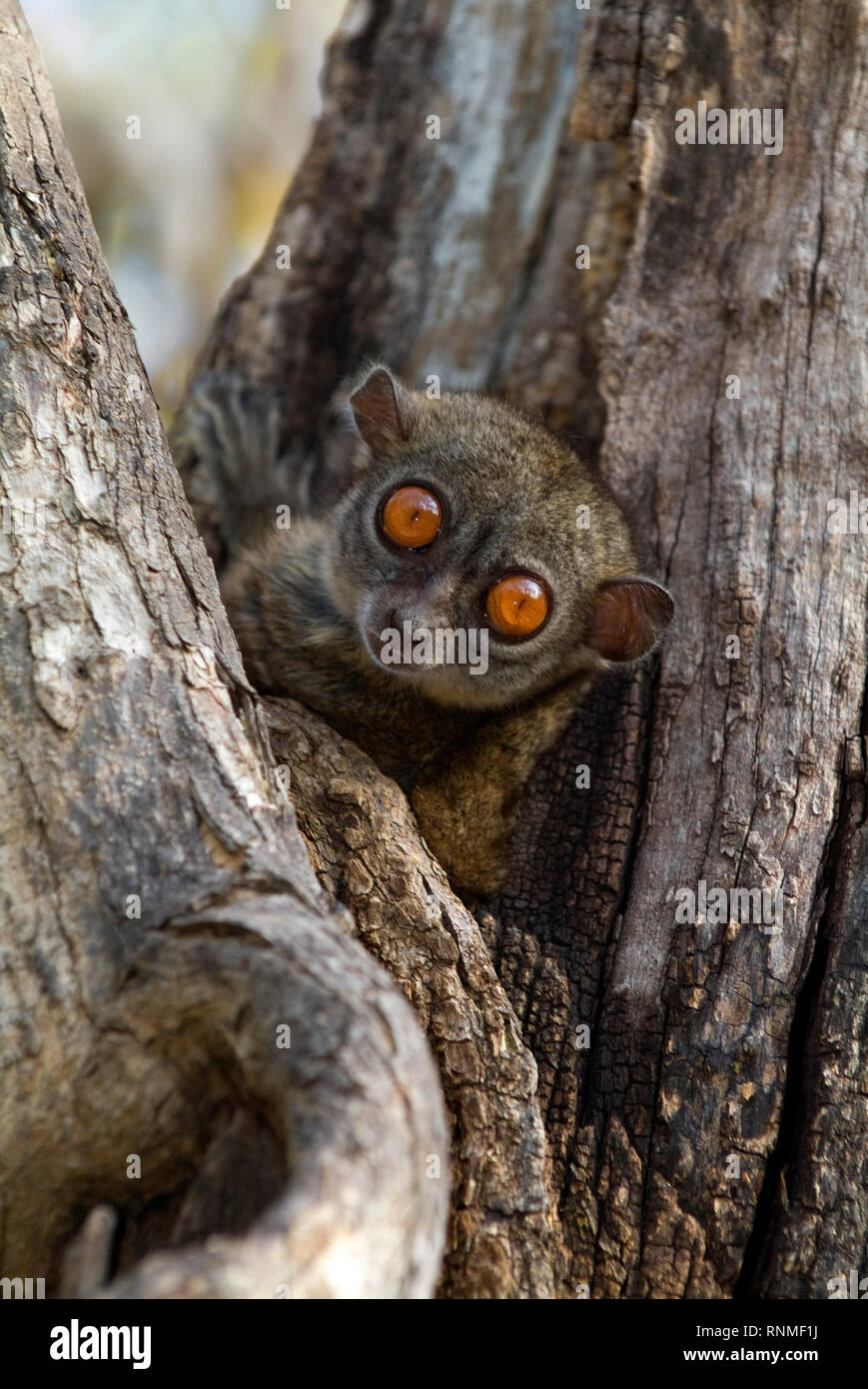 Northern lemure sportive in Madagascar Foto Stock