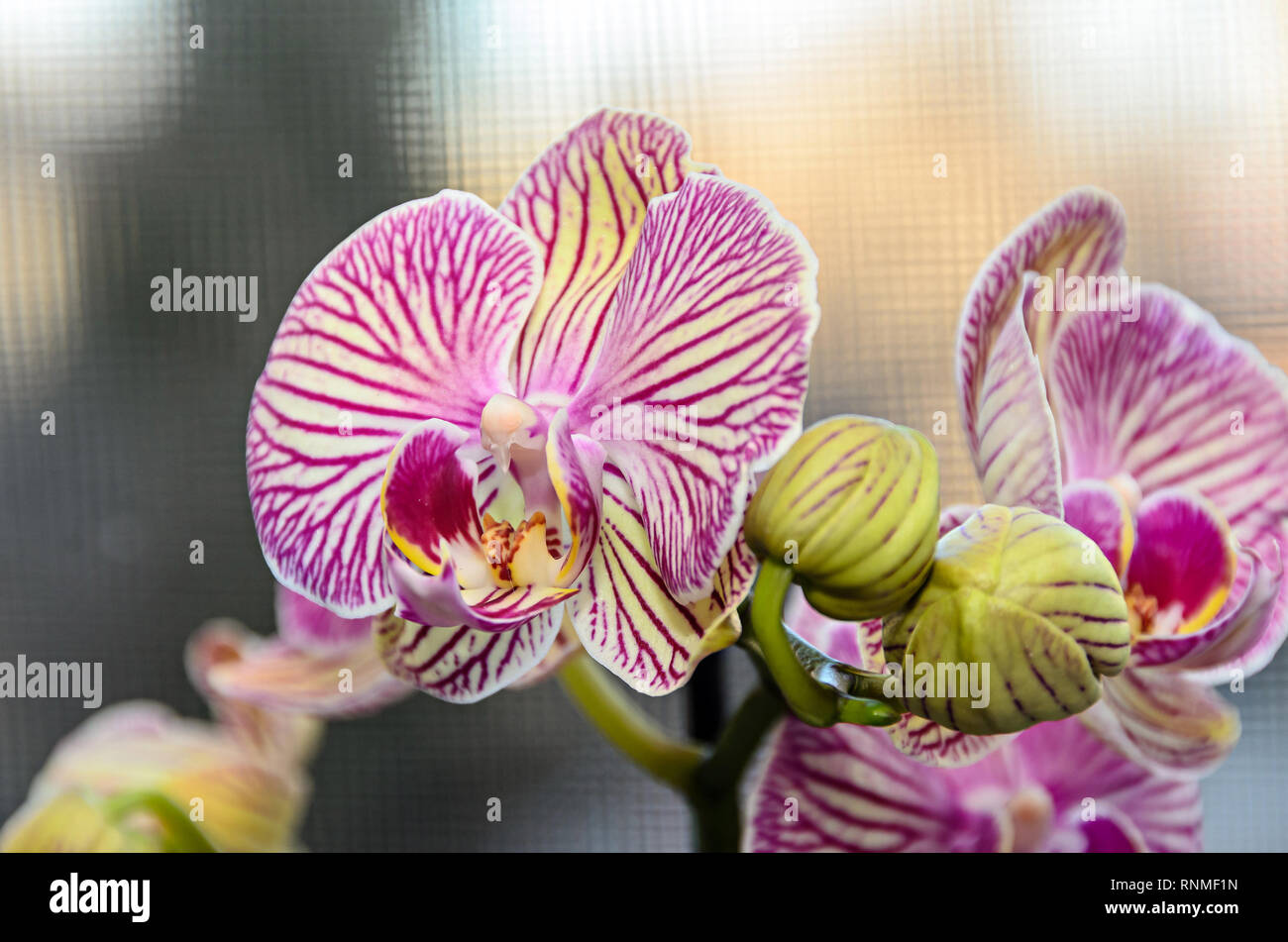 Rosa striato ramo di orchidea phal fiori e boccioli verde, lo sfondo della finestra. Foto Stock
