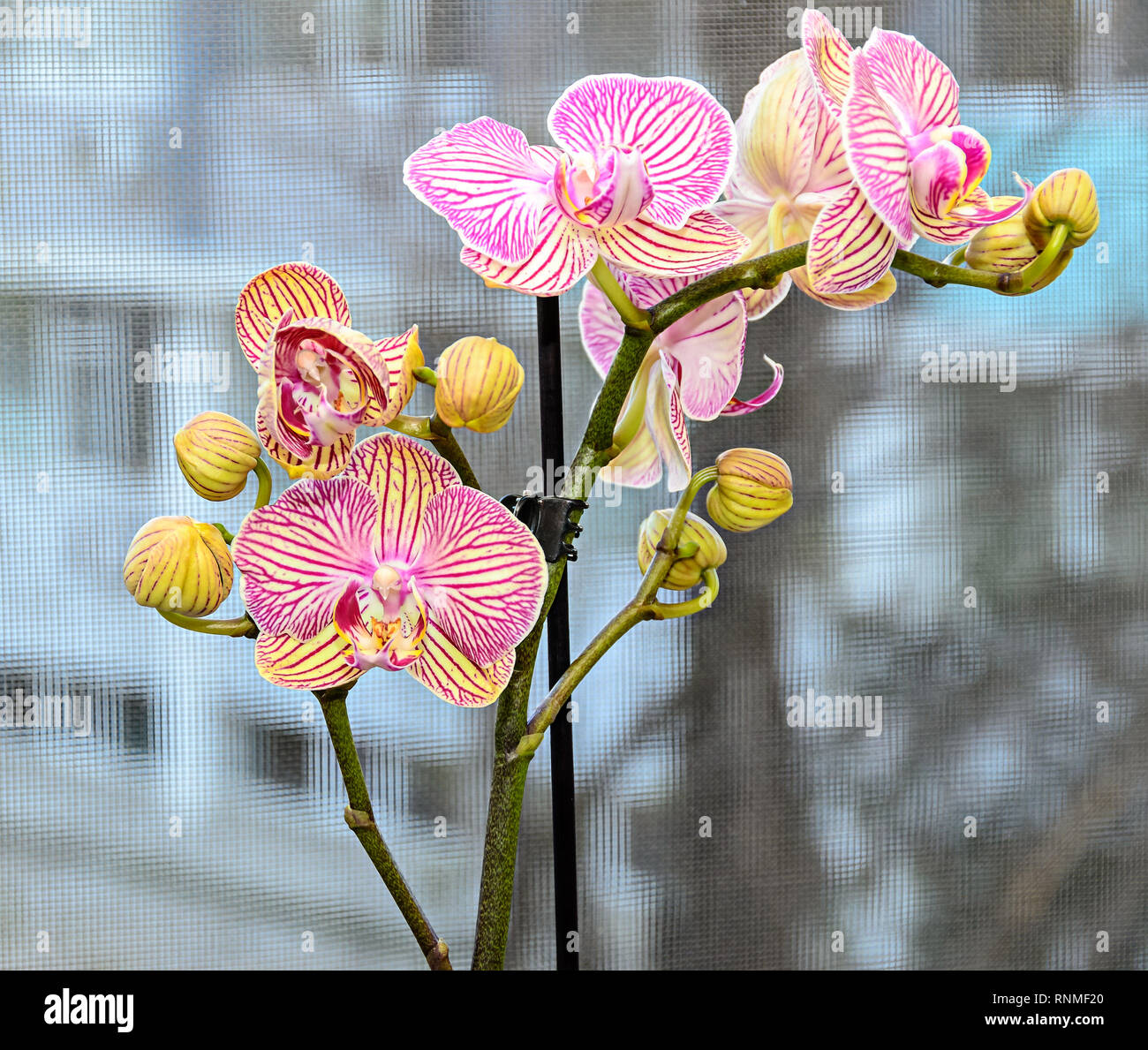 Rosa striato ramo di orchidea phal fiori e boccioli verde, lo sfondo della finestra. Foto Stock