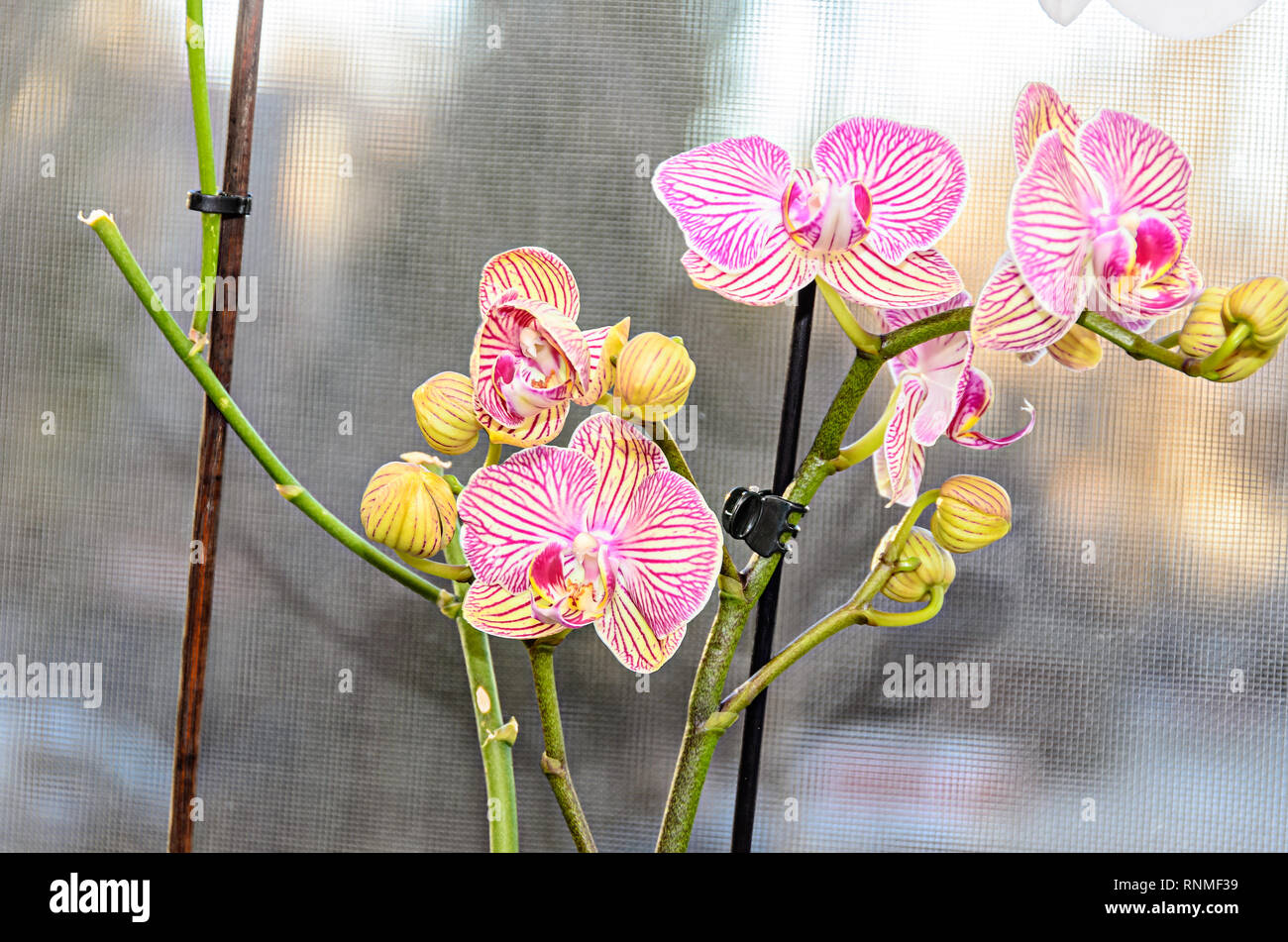 Rosa striato Orchidea Ramo phal fiori e boccioli verde, lo sfondo della finestra. Foto Stock