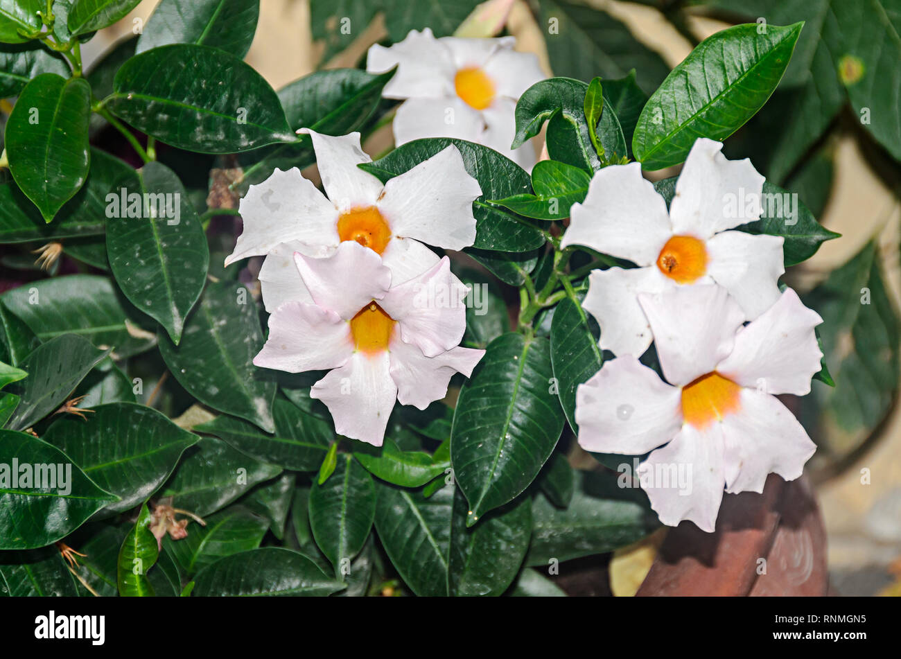 Boccola bianca fiori Mandevilla o Dipladenia, vicino. Famiglia Dogbane,  Apocynaceae rocktrumpet Foto stock - Alamy