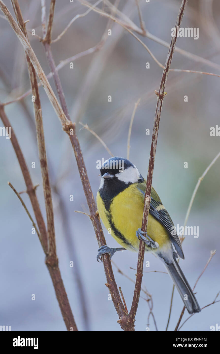 Femmina di cinciallegra, Parus major, in inverno il bosco, West Lothian, Scozia, Regno Unito Foto Stock