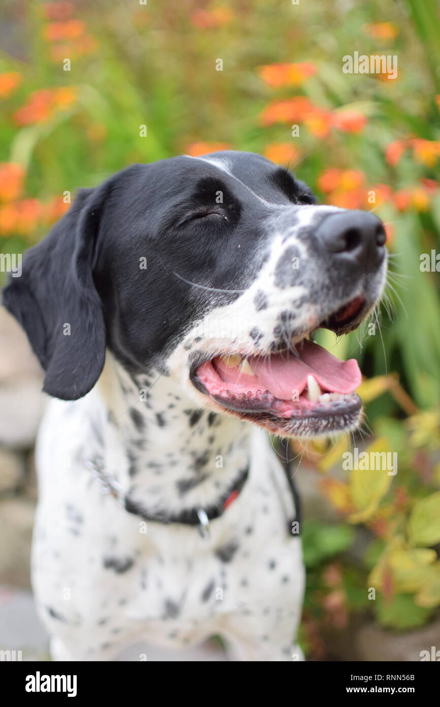 Un tedesco Shorthaired puntatore X Springer Spaniel sat in un giardino della famiglia. Foto Stock