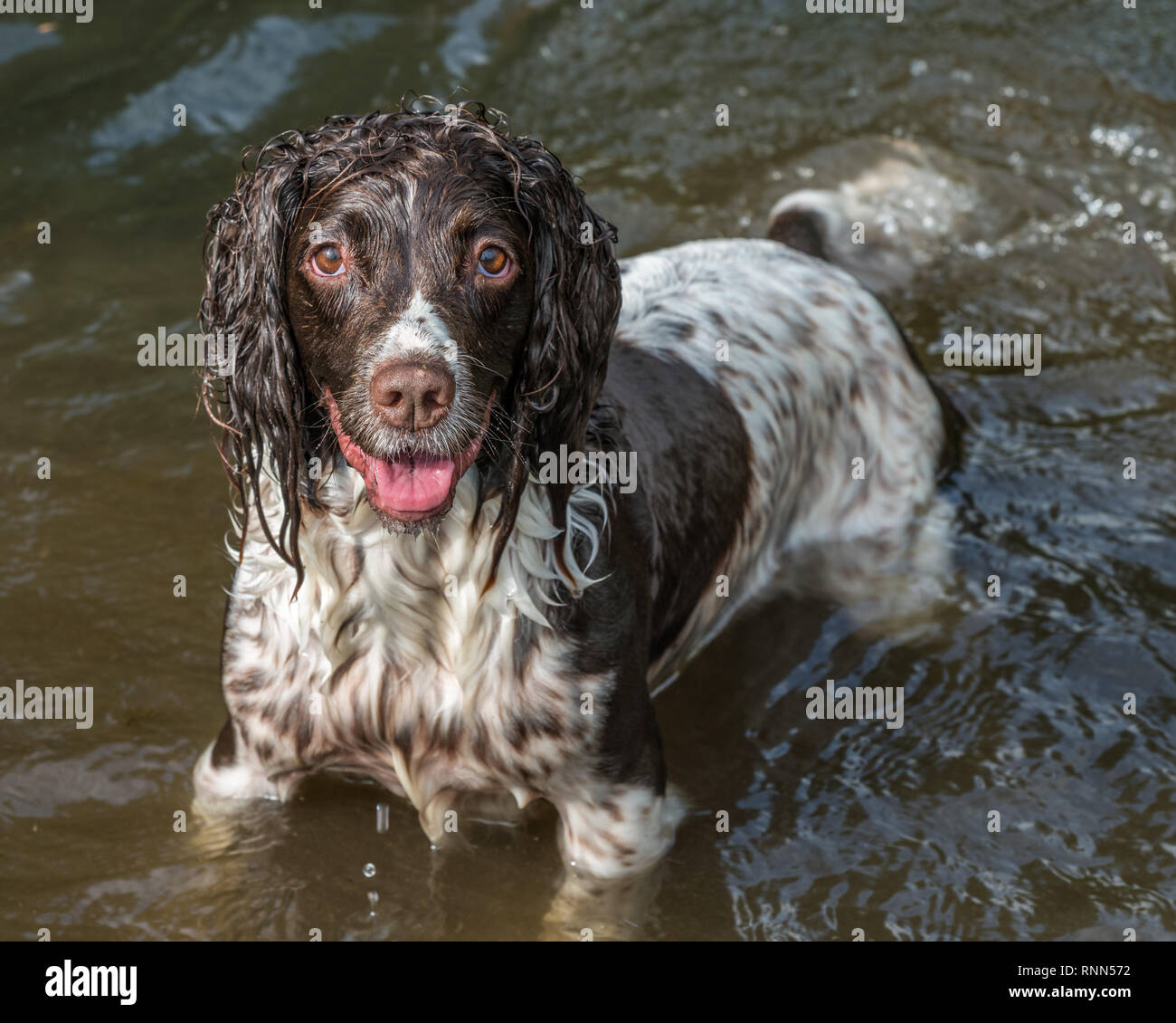 Wet springer spaniel sat in una pozza nel parco. Foto Stock