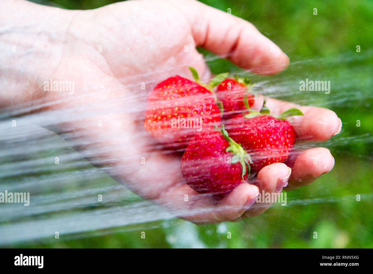 Una manciata di ripe fragole organico essendo il lavaggio con un fascio di acqua Foto Stock