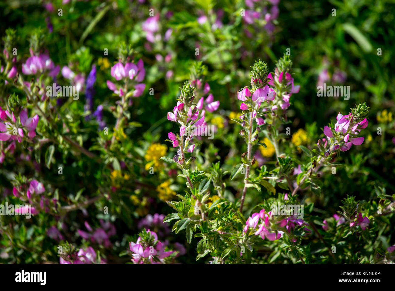 Splendida fioritura fiori rurale in erba verde. Prato con rosa fiori selvatici in Lettonia. Natura fiori in primavera e in estate in prato. Foto Stock